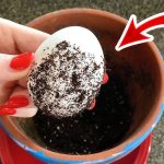 Why You Should Add Mycorrhizae To Your Soil – Stronger Roots & Healthier Plants