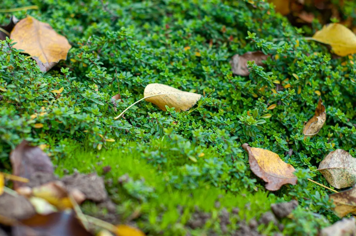 Thyme ground cover in the fall