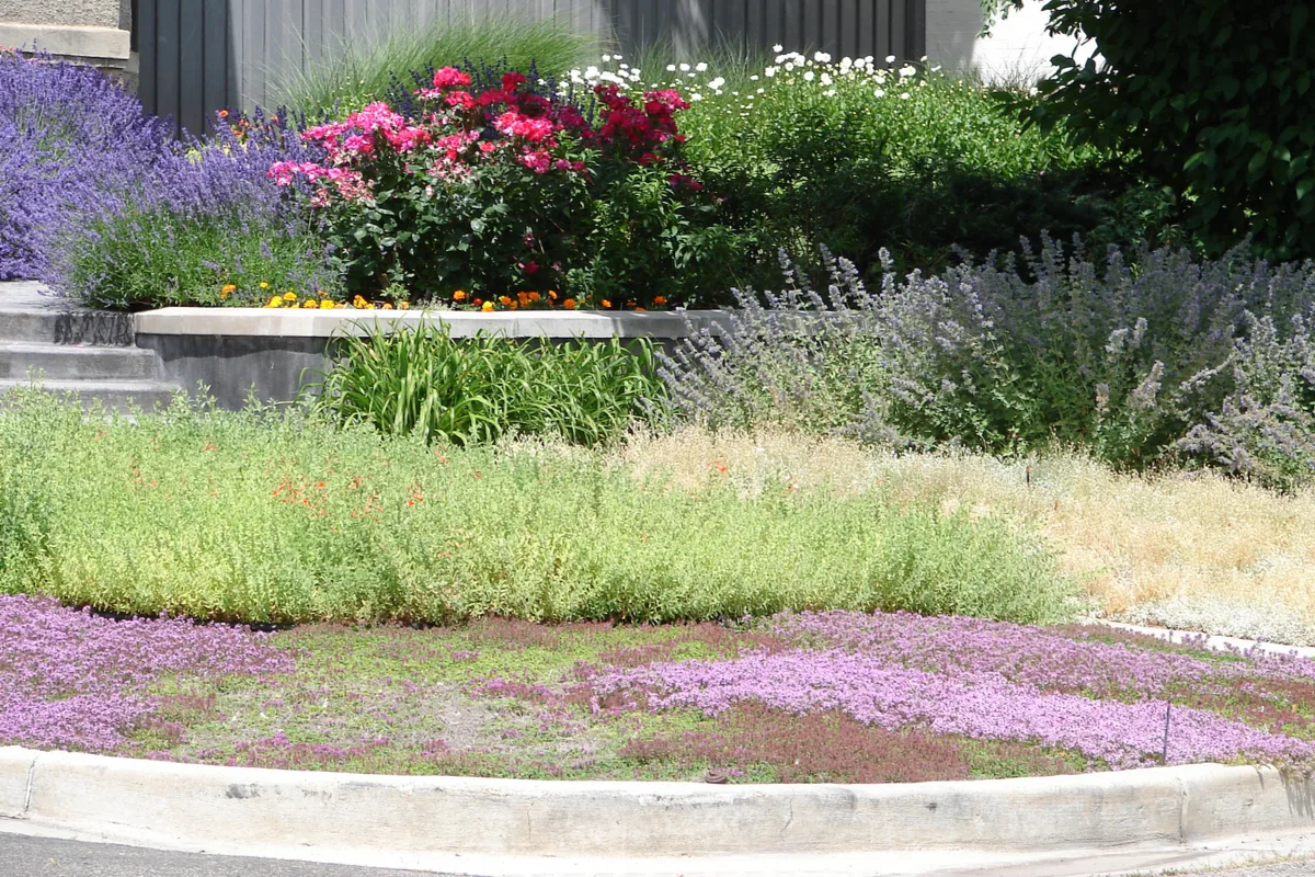 Large carpet of red creeping thyme as part of a lawn.