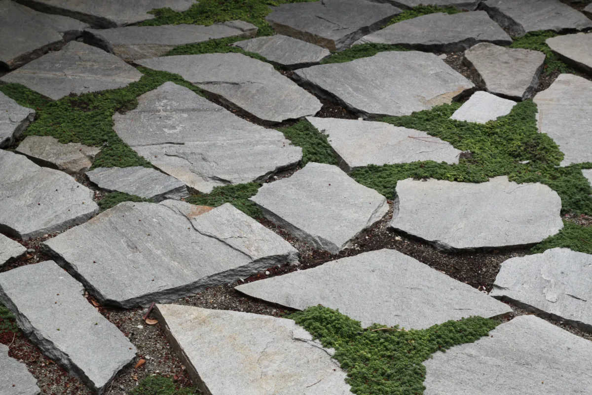 Tiny Elfin thyme growing around flagstones.