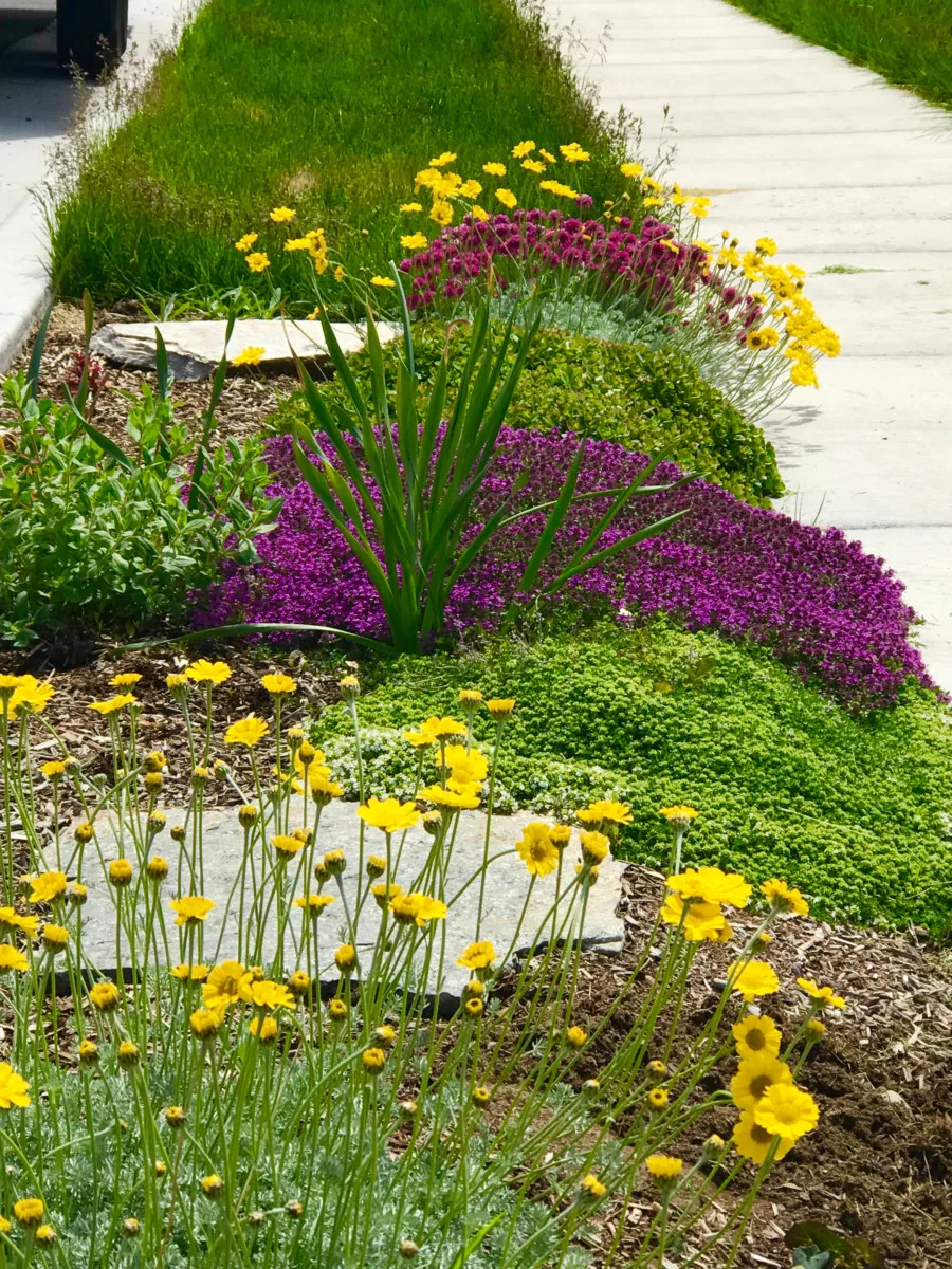 A lovely xeriscape next to the sidwalk