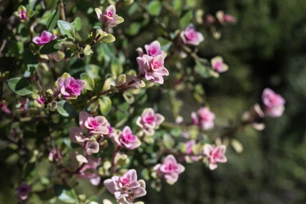 Creeping thyme with pink flowers