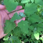 Harnessing the Power of Fig Leaves: A Natural Remedy for Diabetes and More