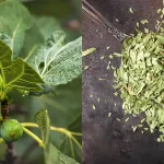 The Most Powerful Elixir for Immunity, General Health, and Protection Against Viruses Using Only 3 Ingredients