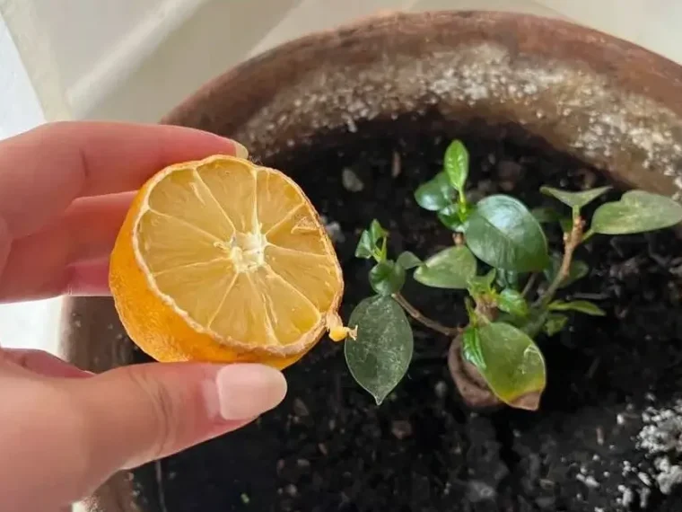 Grow Lemon