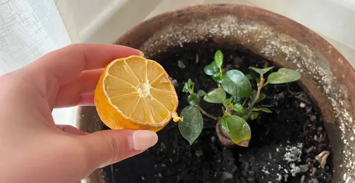 Grow Lemon