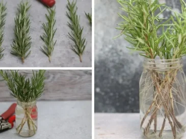 Propagate Rosemary