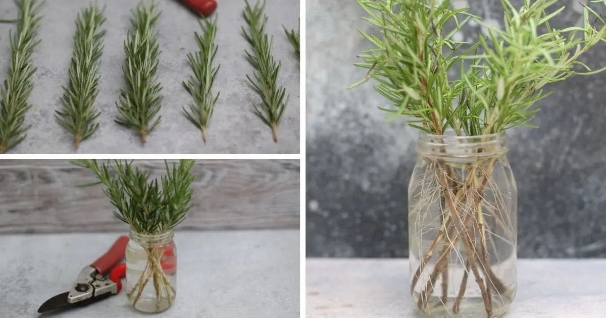 Propagate Rosemary