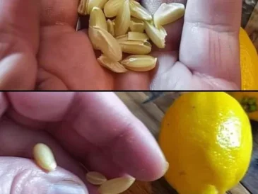 uses-for-lemon-seeds