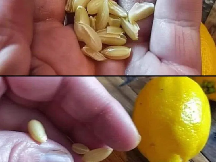 uses-for-lemon-seeds