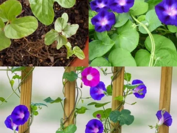 Grow Morning Glories