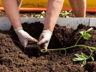 Planting Vegetables