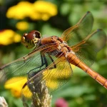 15 Perennials That Bloom Multiple Times a Year